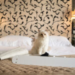 LucyBalu_x_Choupette _SWING