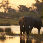 _Copyright_Beverly_Joubert_Zarafa_Wildlife_Botswana_4872