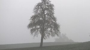 Wetterdienst meldet zwölften zu warmen Winter in Folge