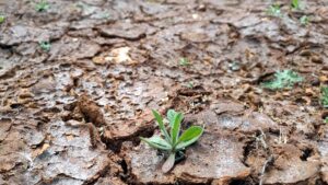 Deutsche fürchten weiterhin Wasserknappheit