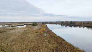 Lemke fürchtet erneutes massenhaftes Fischsterben in der Oder