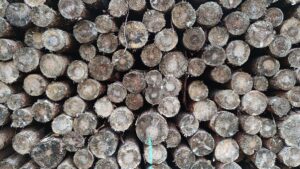 Waldbesitzer fordern mehr Hilfen wegen extremer Wetterlagen