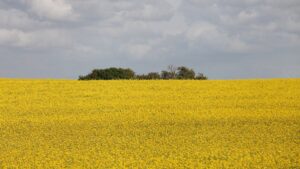 Bauernverband dringt auf Vorgehen gegen "Flächenfraß"