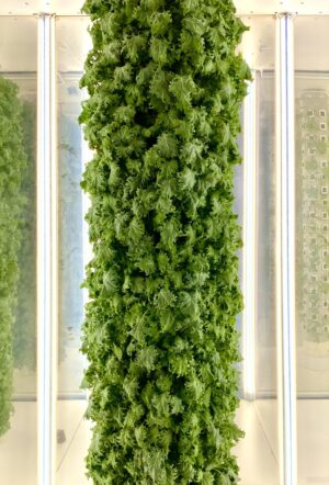 Lite&Fog lässt Pflanzen überall optimal wachsen