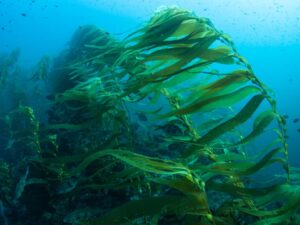 Kelp Blue bringt grüne Möglichkeiten für Namibia