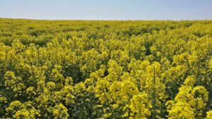 Erzeugerpreise landwirtschaftlicher Produkte sinken weiter