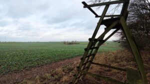 Brandenburg unterstützt Vorstoß für Abschuss von "Problemwölfen"