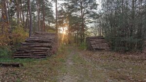 Lemke mahnt zu mehr Wachsamkeit wegen Waldbrandgefahr