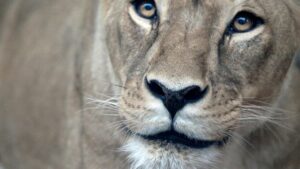 "Vier Pfoten" sieht Sicherheitsmängel bei Haltung von Großkatzen