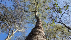 Lemke drängt auf zügigen Waldumbau