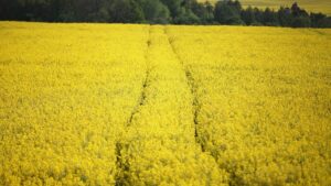 Bauernverband erwartet geringere Getreide- und Rapsernte