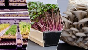 So schmeckt nachhaltig: Hohenheimer Food-Start-ups auf der BUGA 2023