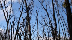 Waldbrandgefahr: Australien bereitet sich auf El Niño vor