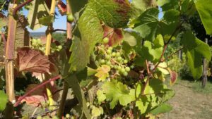 Winzer erwarten deutlich bessere Weinernte