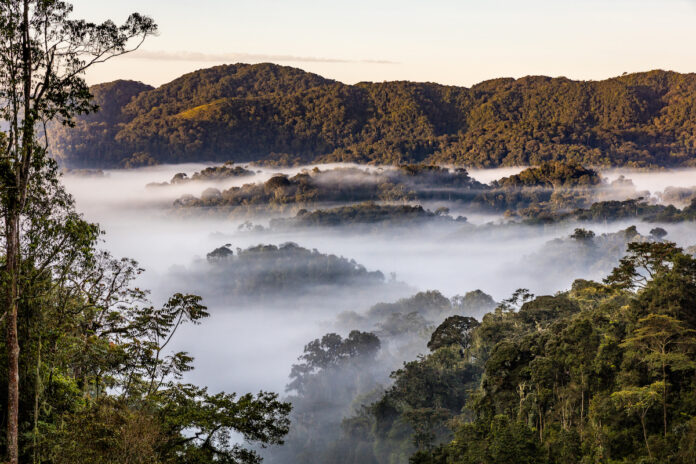 Nyungwe Regenwald-Nationalpark in Ruanda (c) Marcus Westberg / African Parks