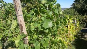 Bauernverband warnt vor Folgen der neuen EU-Pestizidverordnung