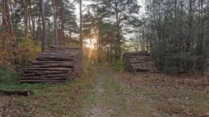 155 Millionen Euro im Rahmen des Wald-Klima-Pakets abgerufen