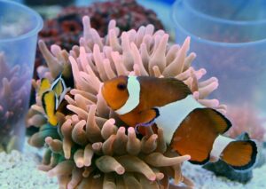 Aqua-Fisch präsentiert Zukunfts- und Trendthemen