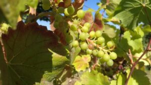 Bauernpräsident rechnet mit gutem Weinjahrgang