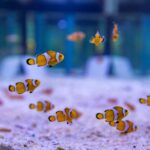 03-SAii-Phi-Phi-Marine-Discovery-Centre