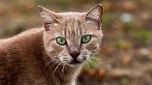 Tierschutzbund warnt vor "Katzenschwemme" im Frühjahr