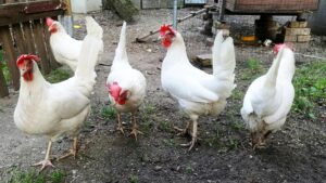 Eierproduktion in Deutschland von Bodenhaltung dominiert