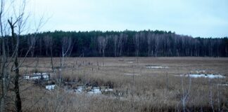 EU-Kommissarin plant Zertifikate für Wiederherstellung der Natur