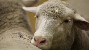 Sachsen-Anhalt fördert Impfung gegen Blauzungenkrankheit