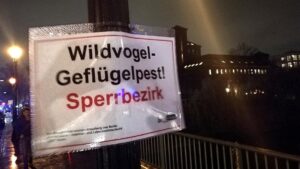 Geflügelpest im Landkreis Wittenberg bestätigt