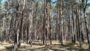 Waldbesitzer warnen vor akut hoher Waldbrandgefahr