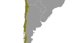 Starkes Seebeben im Meer Hoces – Tsunami an Küste Chiles möglich