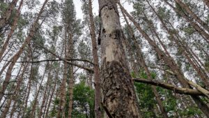 Studie: 320 Millionen Bäume sterben jährlich durch Blitze