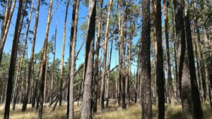 NRW will 5.000 Hektar Wildnisgebiete ausweisen