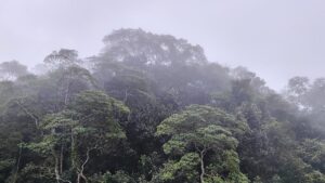 Schneider verteidigt Fehlen konkreter Summe zum Tropenwald-Fonds