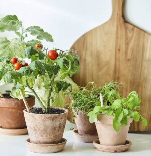 SproutWorld bringt pflanzbare „Pizza“-Bleistifte auf den Markt