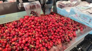 Baumobstbetriebe erzielen gute Kirschenernte