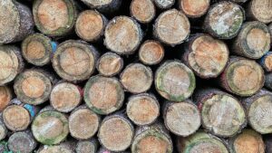 EU-Kommission will Entwaldungsverordnung erneut verschieben