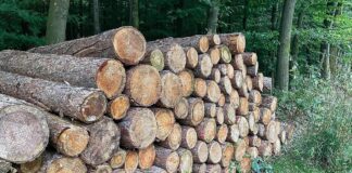 Verband verzeichnet 2025 kaum großflächige Borkenkäfer-Schäden