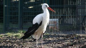 NRW-Umweltminister in Sorge um Störche