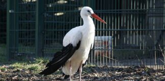 NRW-Umweltminister in Sorge um Störche