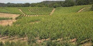 Bauernpräsident Rukwied: "Weinbau ist in der größten Krise"