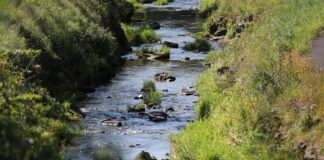 Umweltministerium startet Renaturierungsprogramm für Flussauen